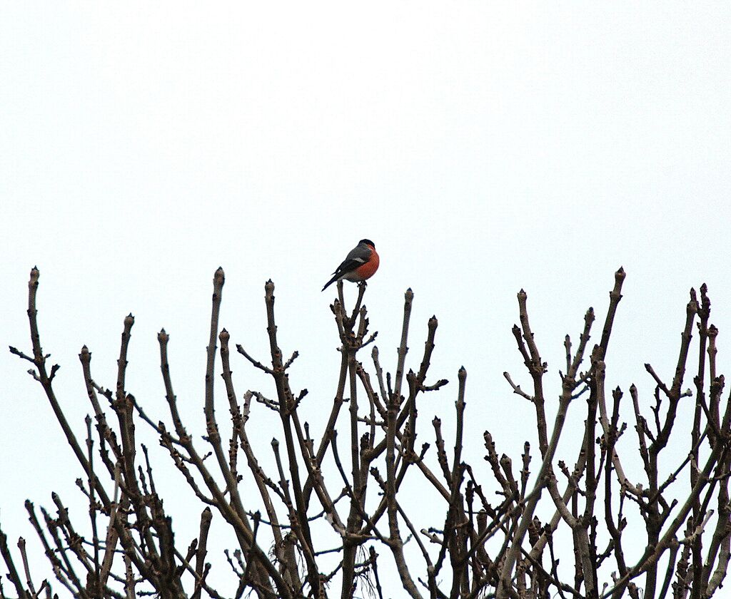 Eurasian Bullfinch