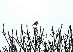 Eurasian Bullfinch