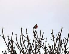 Eurasian Bullfinch