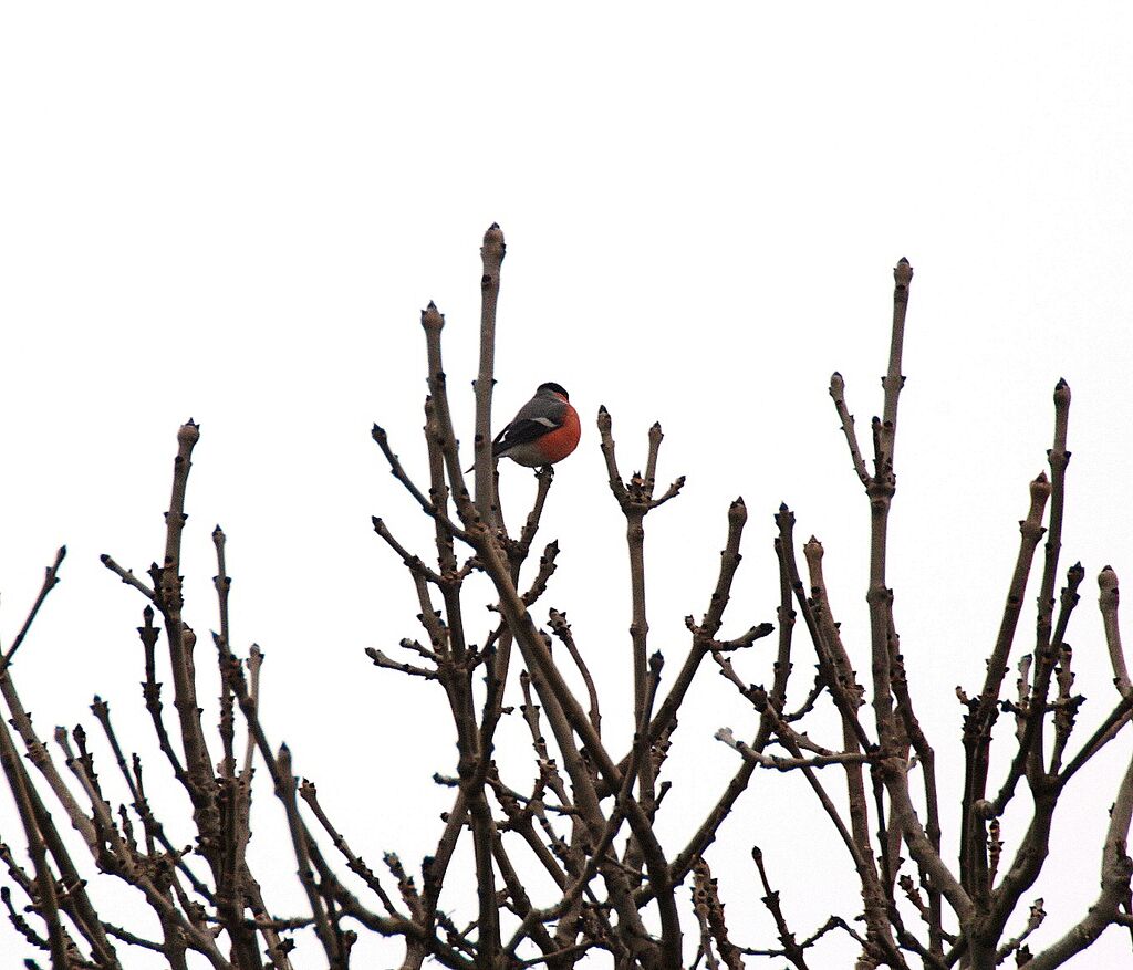 Eurasian Bullfinch