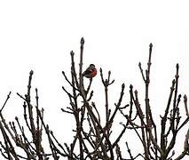 Eurasian Bullfinch