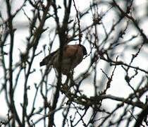 Eurasian Bullfinch