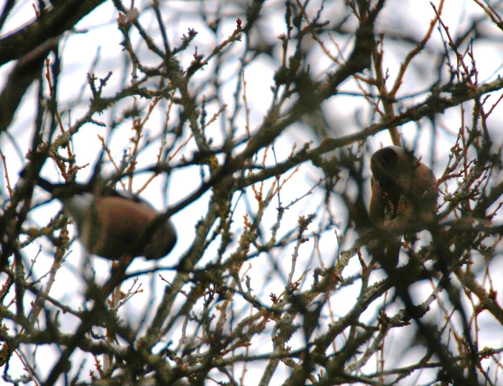 Eurasian Bullfinch