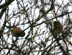 Eurasian Bullfinch