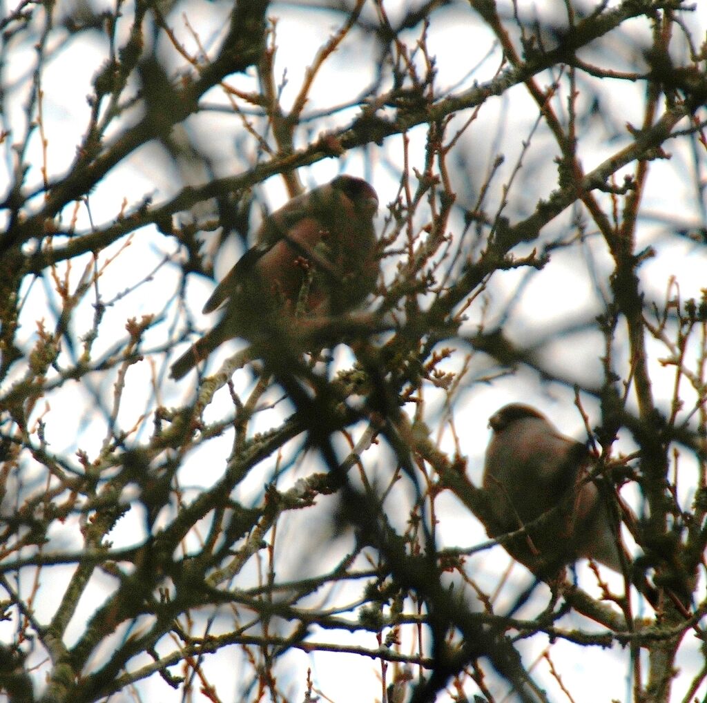 Eurasian Bullfinch