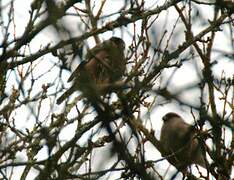 Eurasian Bullfinch