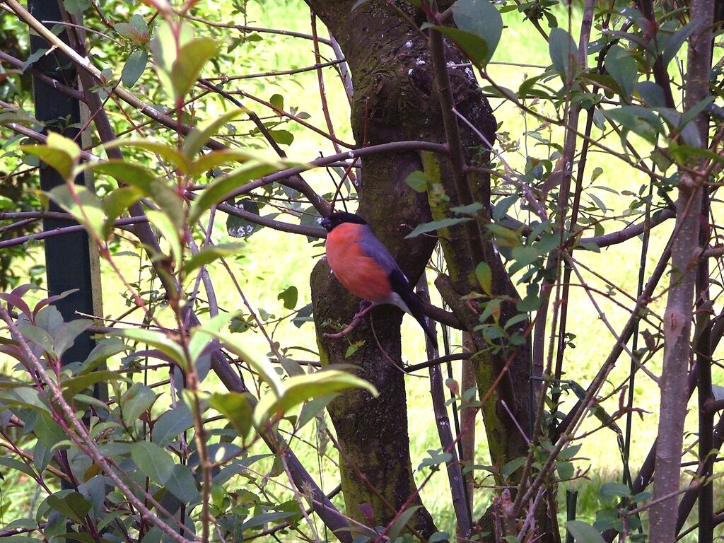 Eurasian Bullfinch