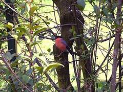 Eurasian Bullfinch