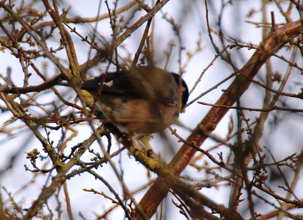 Eurasian Bullfinch