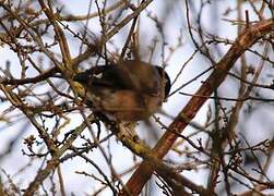 Eurasian Bullfinch