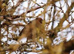 Eurasian Bullfinch