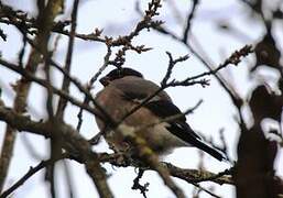 Eurasian Bullfinch