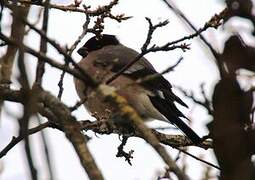 Eurasian Bullfinch