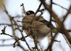 Eurasian Bullfinch