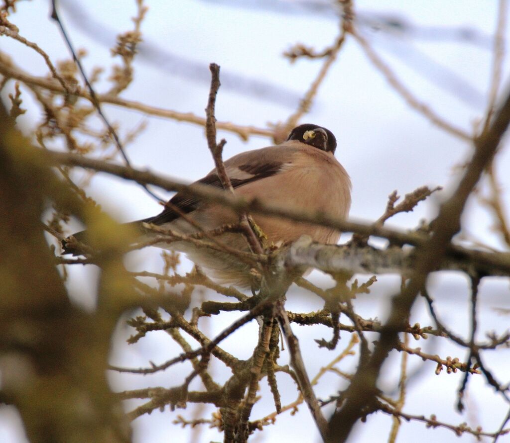 Eurasian Bullfinch