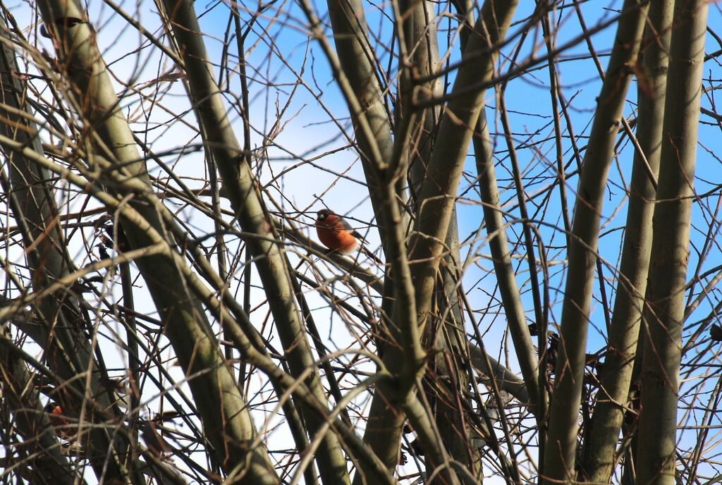 Eurasian Bullfinch