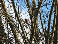 Eurasian Bullfinch