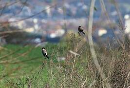 Eurasian Bullfinch