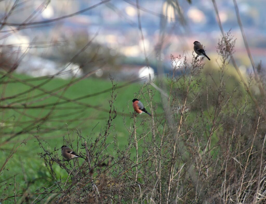 Eurasian Bullfinch