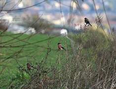 Eurasian Bullfinch