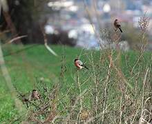 Eurasian Bullfinch