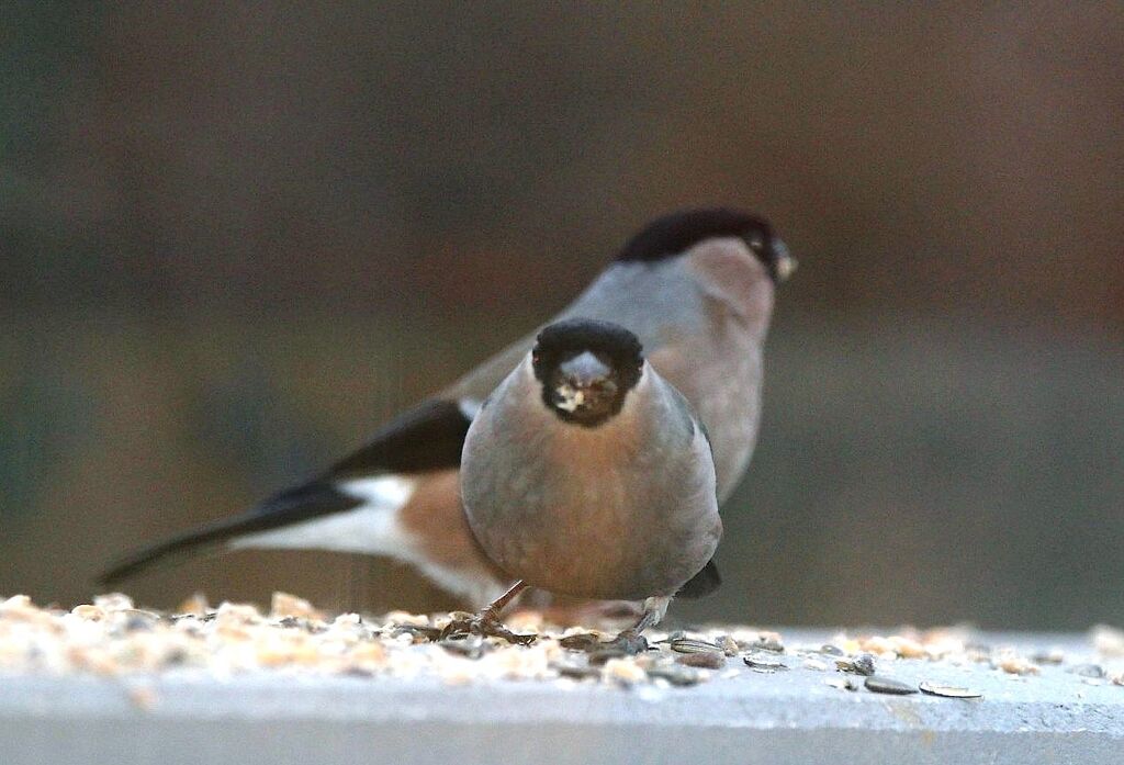 Eurasian Bullfinch
