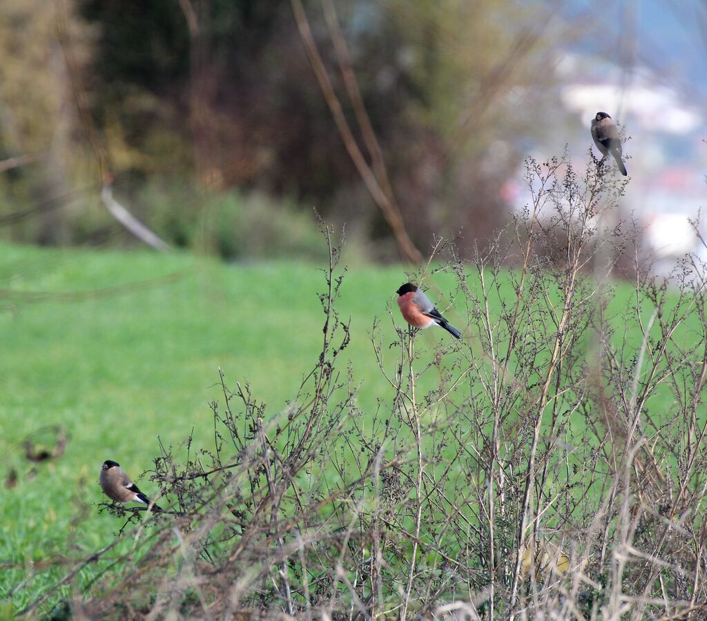 Eurasian Bullfinch