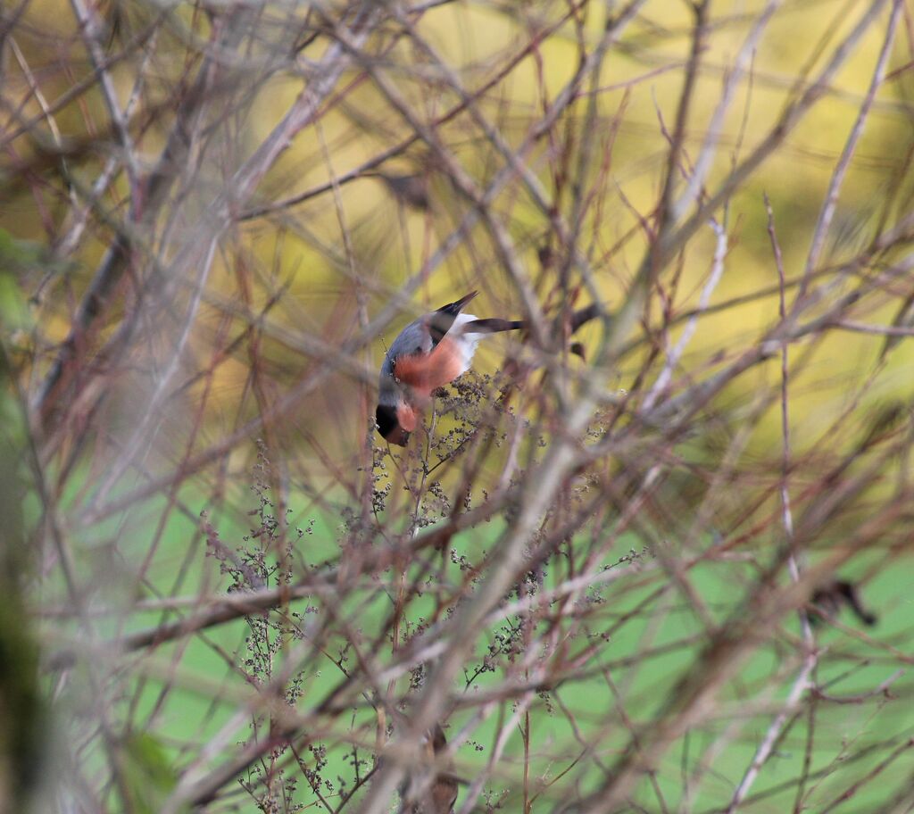 Eurasian Bullfinch