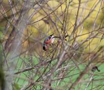 Eurasian Bullfinch