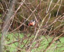 Eurasian Bullfinch