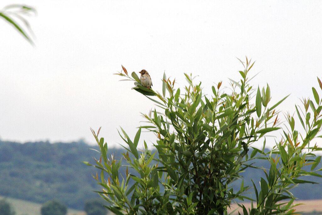 Bruant des roseaux