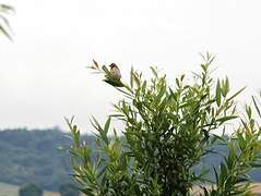 Bruant des roseaux