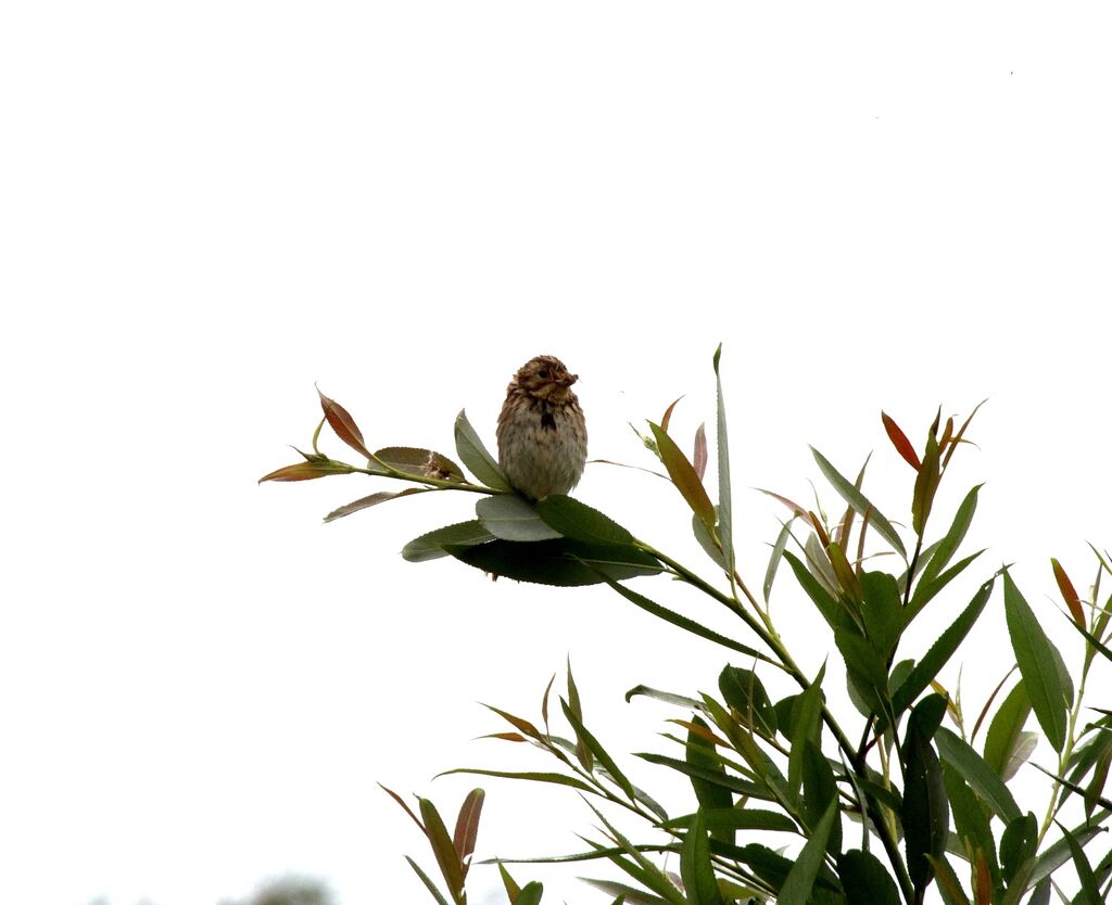 Common Reed Bunting