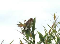 Bruant des roseaux