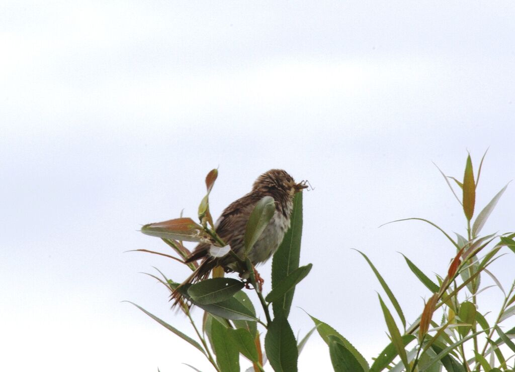 Common Reed Bunting