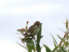 Common Reed Bunting