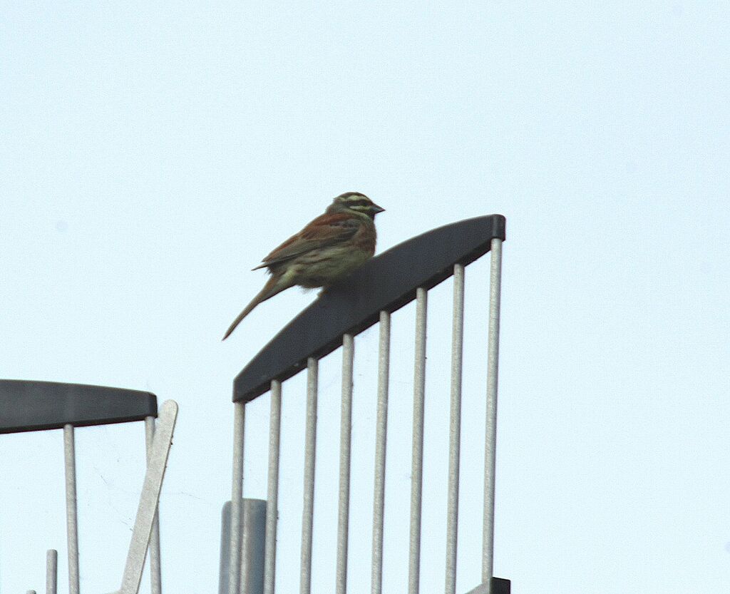 Rock Bunting