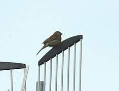 Rock Bunting