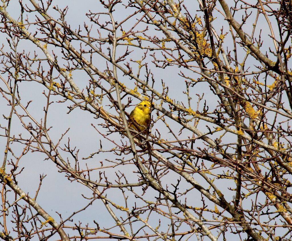 Bruant jaune