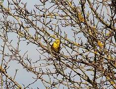 Yellowhammer