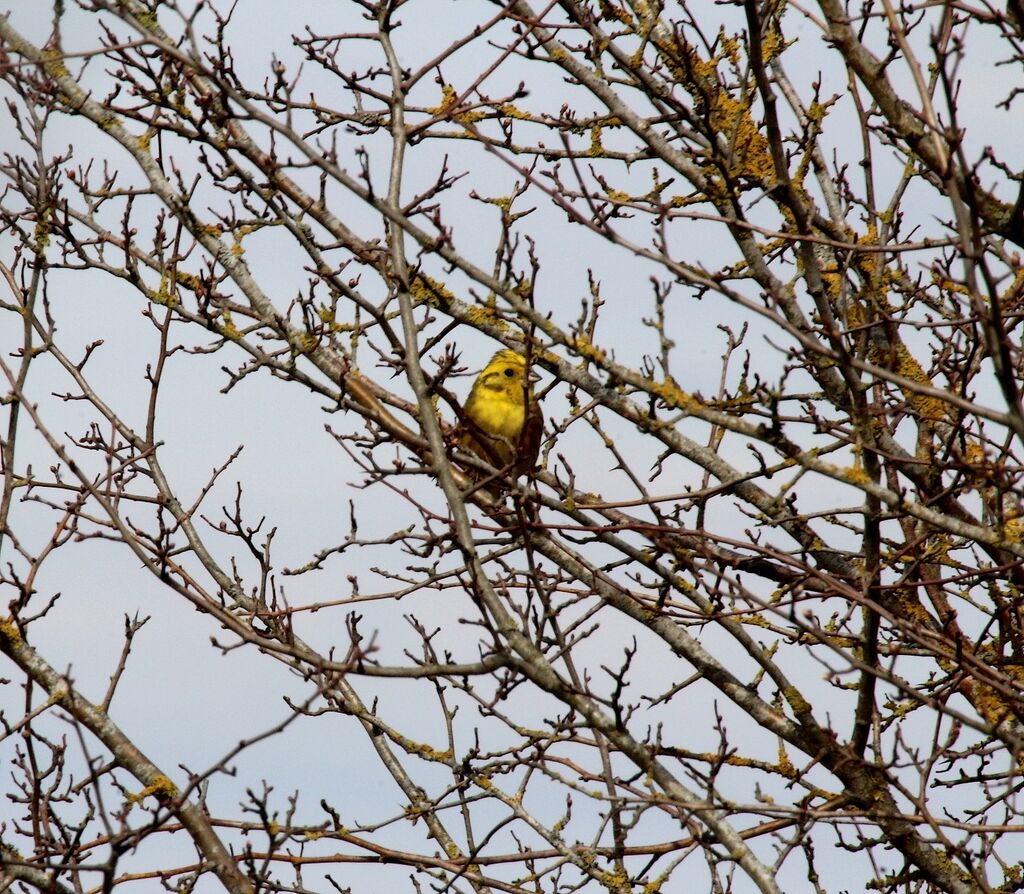 Yellowhammer