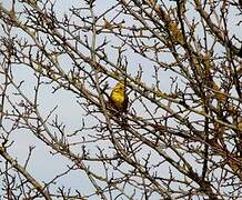 Yellowhammer