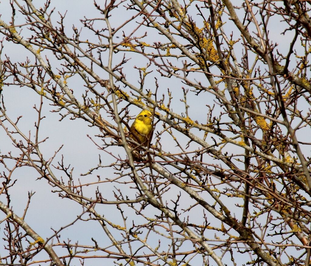 Yellowhammer