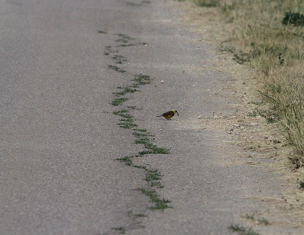 Yellowhammer