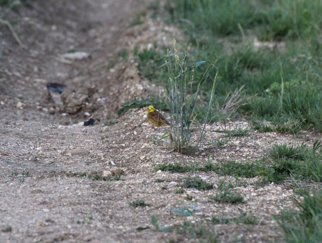 Bruant jaune