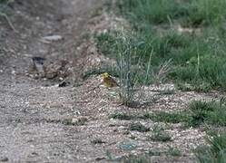 Bruant jaune