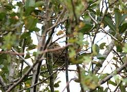 Yellowhammer