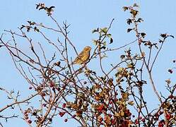 Yellowhammer