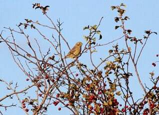 Bruant jaune