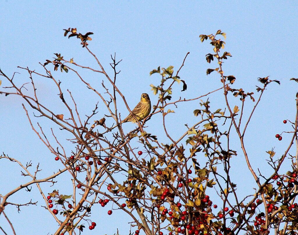 Yellowhammer